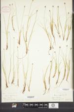 Carex arctogena image