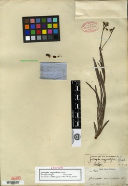 Image of Jatropha angustifolia