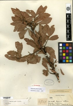 Image of Ruprechtia pallida