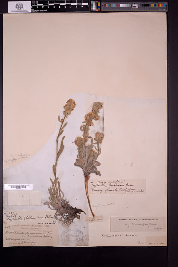 Oreocarya sheldonii image