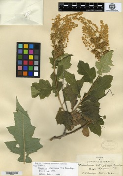 Image of Franseria arborescens