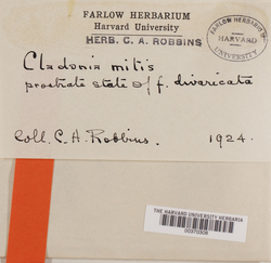 Cladonia mitis image