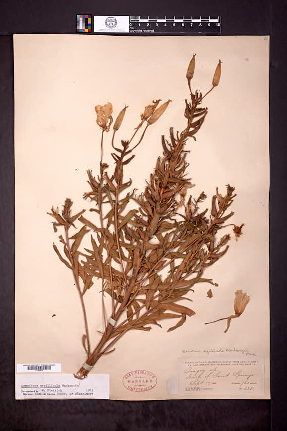 Oenothera argillicola image