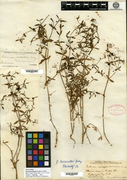Image of Galium margaricoccum
