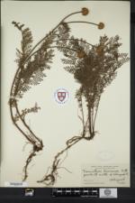 Tanacetum bipinnatum subsp. huronense image