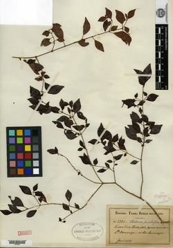 Image of Sagraea pusilliflora