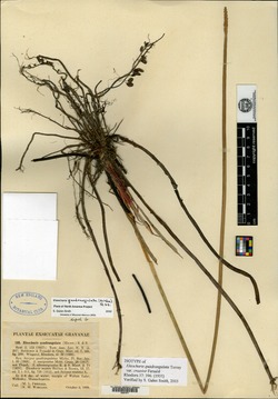 Eleocharis quadrangulata var. crassior image