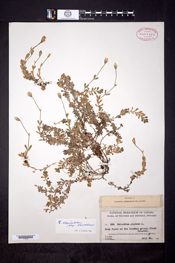 Cerastium alpinum var. lanatum image