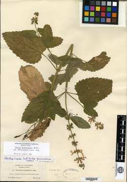 Image of Stachys quercetorum