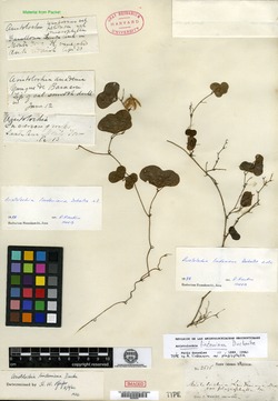 Image of Aristolochia lindeniana