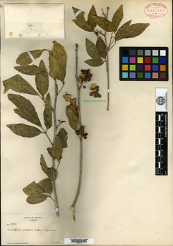 Trichilia trifolia image
