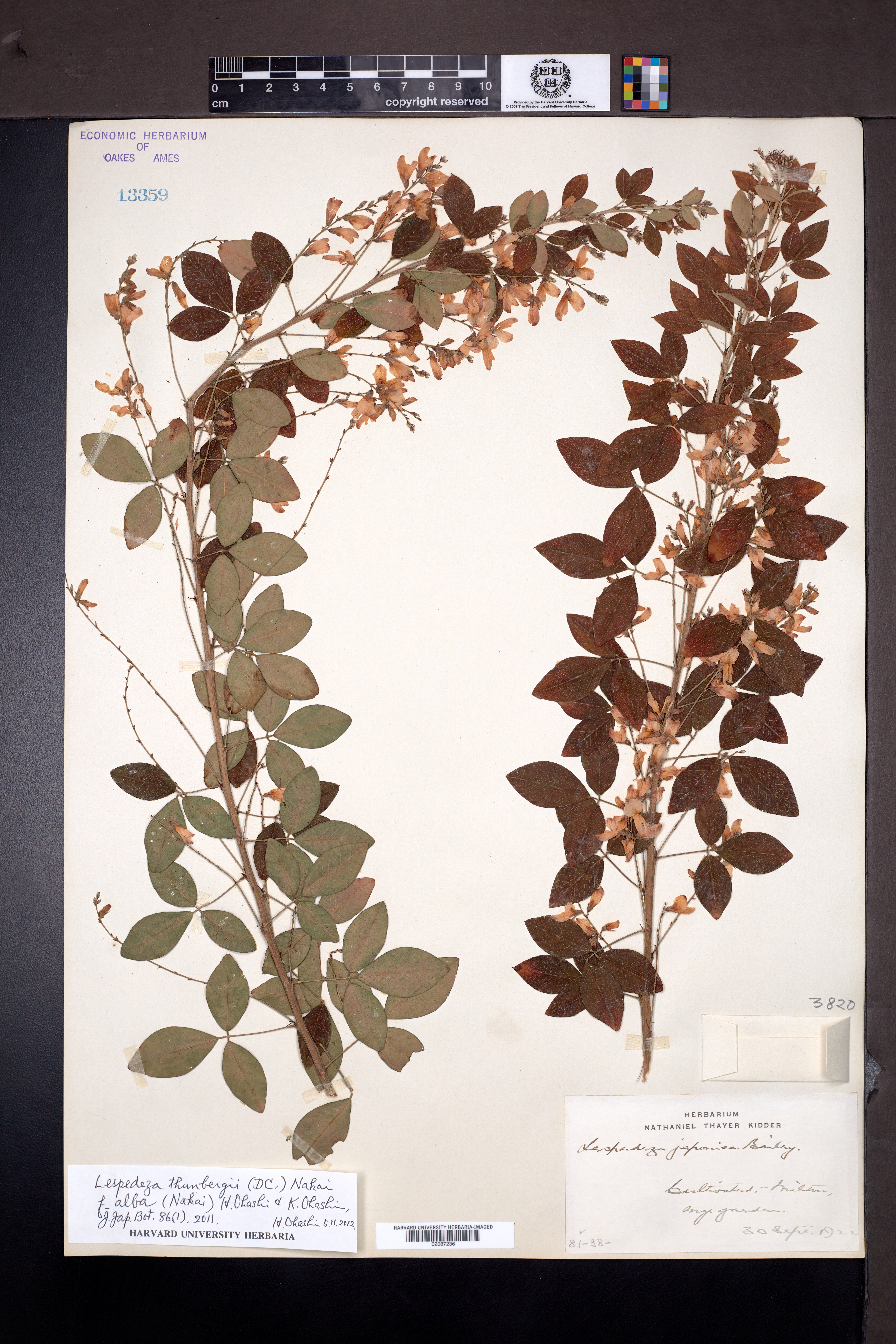 Lespedeza japonica image