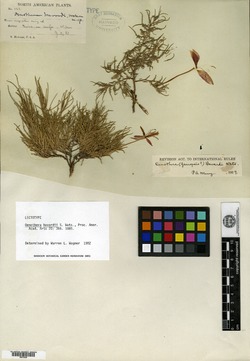 Image of Oenothera havardii