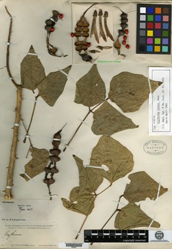 Image of Erythrina lanata