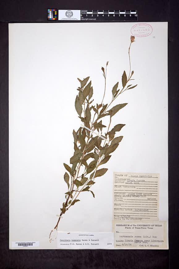 Image of Oenothera texensis