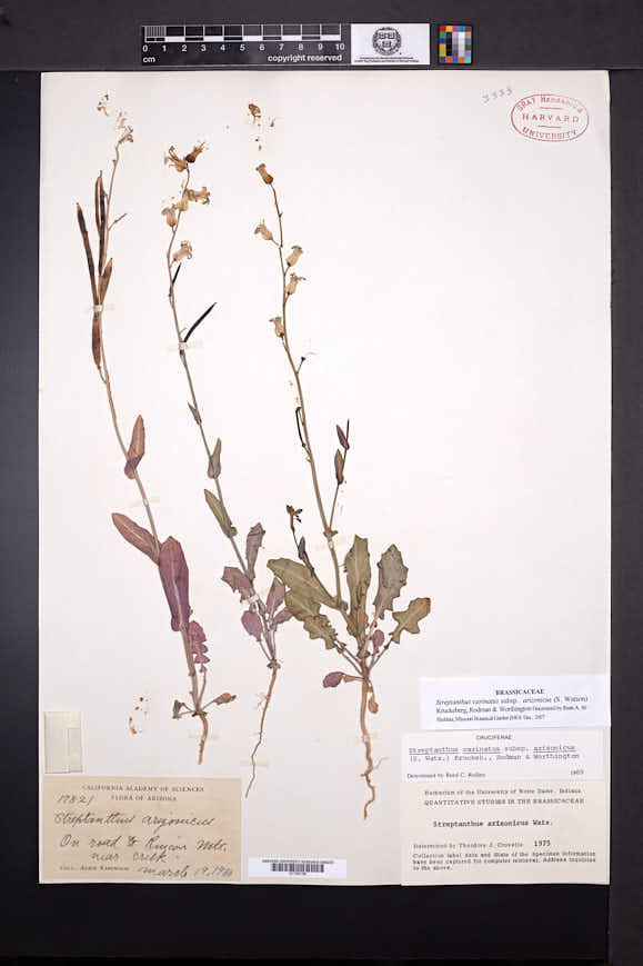 Streptanthus carinatus subsp. arizonicus image