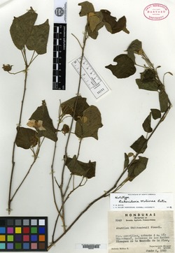 Image of Bakeridesia molinae