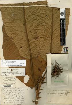 Image of Sloanea ampla