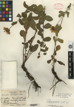 Grindelia obovatifolia image