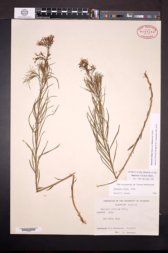 Amsonia ciliata var. filifolia image