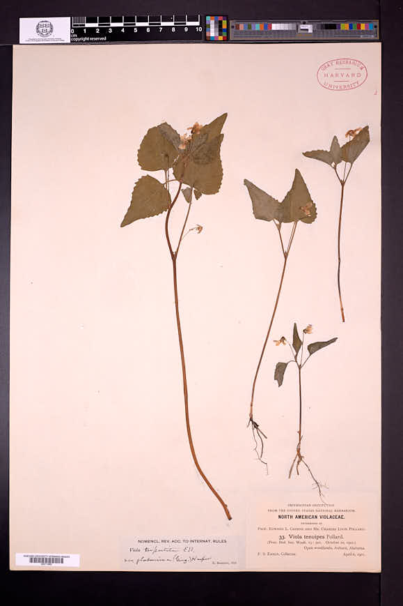 Viola tripartita var. glaberrima image