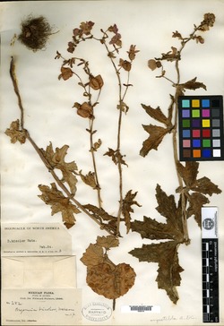 Image of Begonia bicolor
