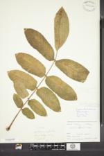 Juglans ailantifolia image