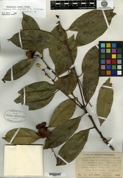 Image of Heisteria chippiana