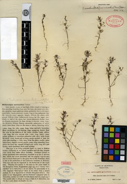 Orthocarpus micranthus image