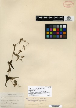 Dioscorea microphylla image