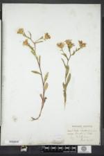 Eurybia spectabilis image