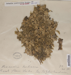 Ricasolia quercizans image