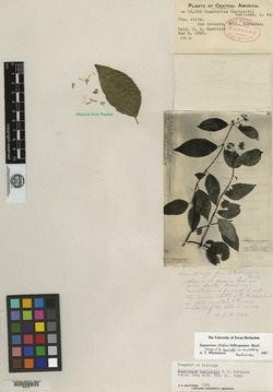Image of Critonia bartlettii