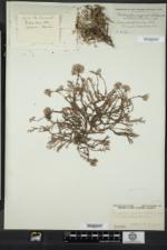 Paronychia argyrocoma var. albimontana image