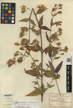 Brickellia lancifolia image