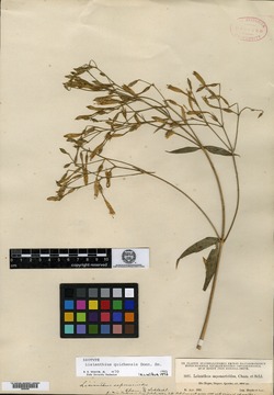 Image of Lisianthius quichensis