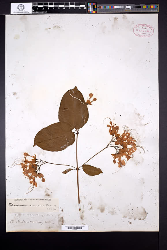 Image of Clerodendrum scandens