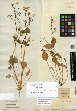 Claytonia sibirica var. heterophylla image