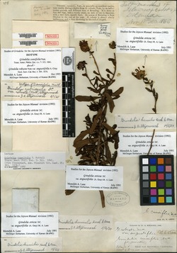 Image of Grindelia cuneifolia