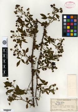 Rubus blakei image