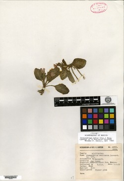 Image of Stenandrium mexicanum