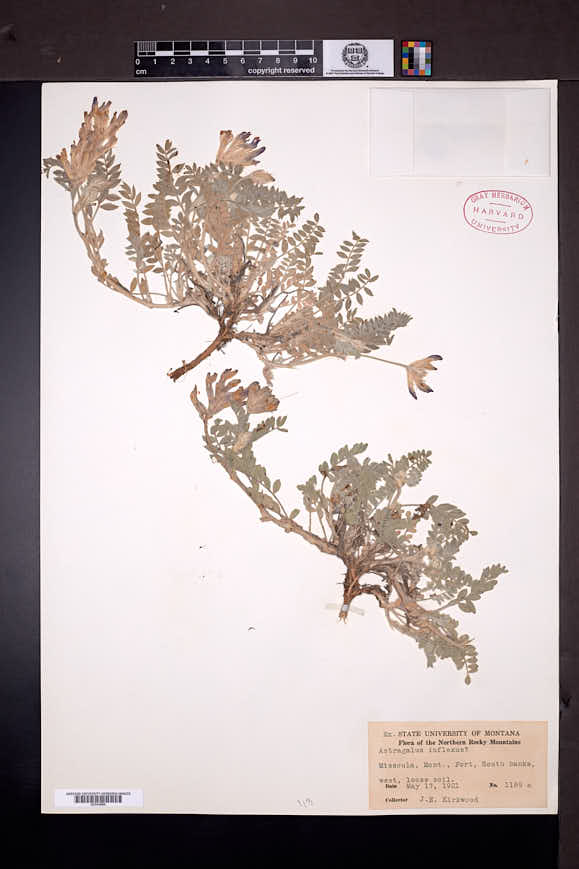 Astragalus inflexus image