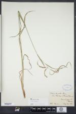 Carex crinita var. porteri image