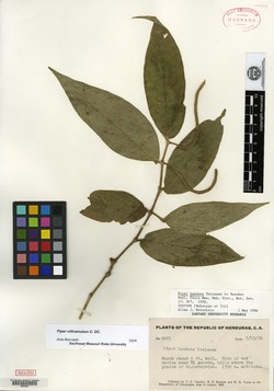 Image of Piper villiramulum