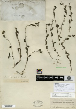 Image of Lithospermum prostratum