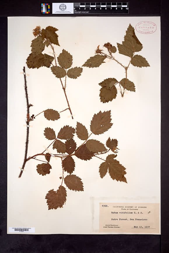 Rubus vitifolius image