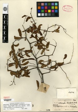 Gymnopodium floribundum image