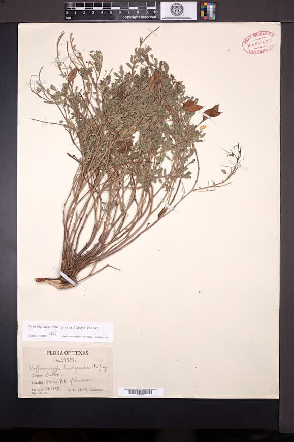 Image of Caesalpinia brachycarpa