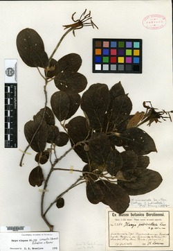 Hauya elegans subsp. cornuta image