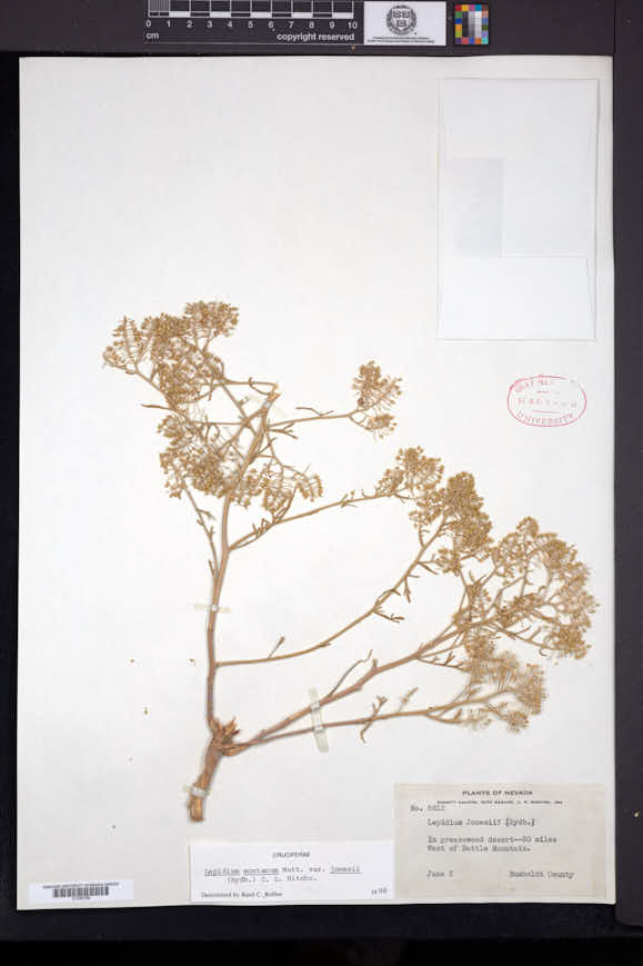 Lepidium montanum var. jonesii image